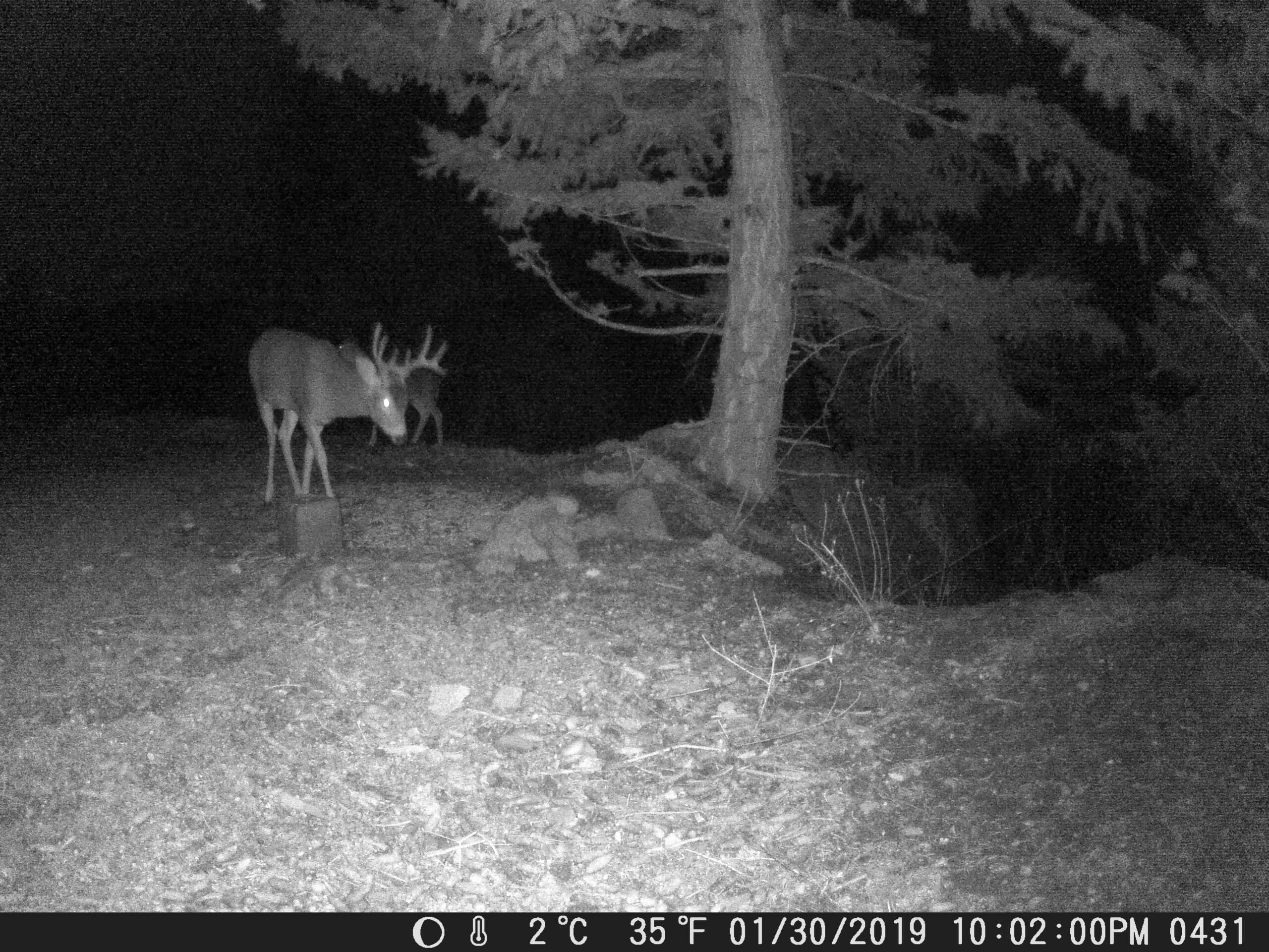 my trail cam pictures