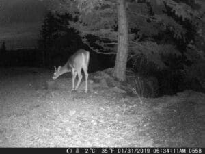 my trail cam pictures