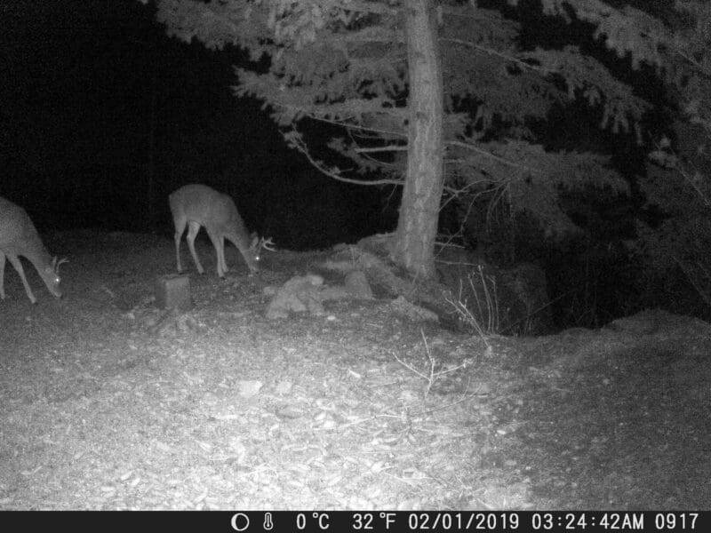 trail cam photos sandpoint idaho