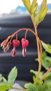 Giveaway Post Bleeding heart plant