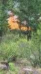 Fire North Idaho Land management
