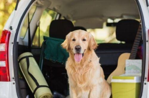 Essential Dog Gear To Take On a Road Trip