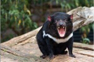 Australia Tasmanian Devil