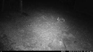 Trail Cam Pictures Rabbit