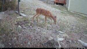 Trail Cam Pictures Fawn