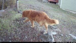 Trail Cam Pictures mystery dog