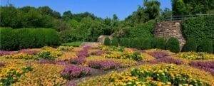 North Carolina Activities Flower fields 