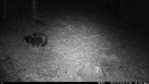 Trail Cam Pictures Skunk
