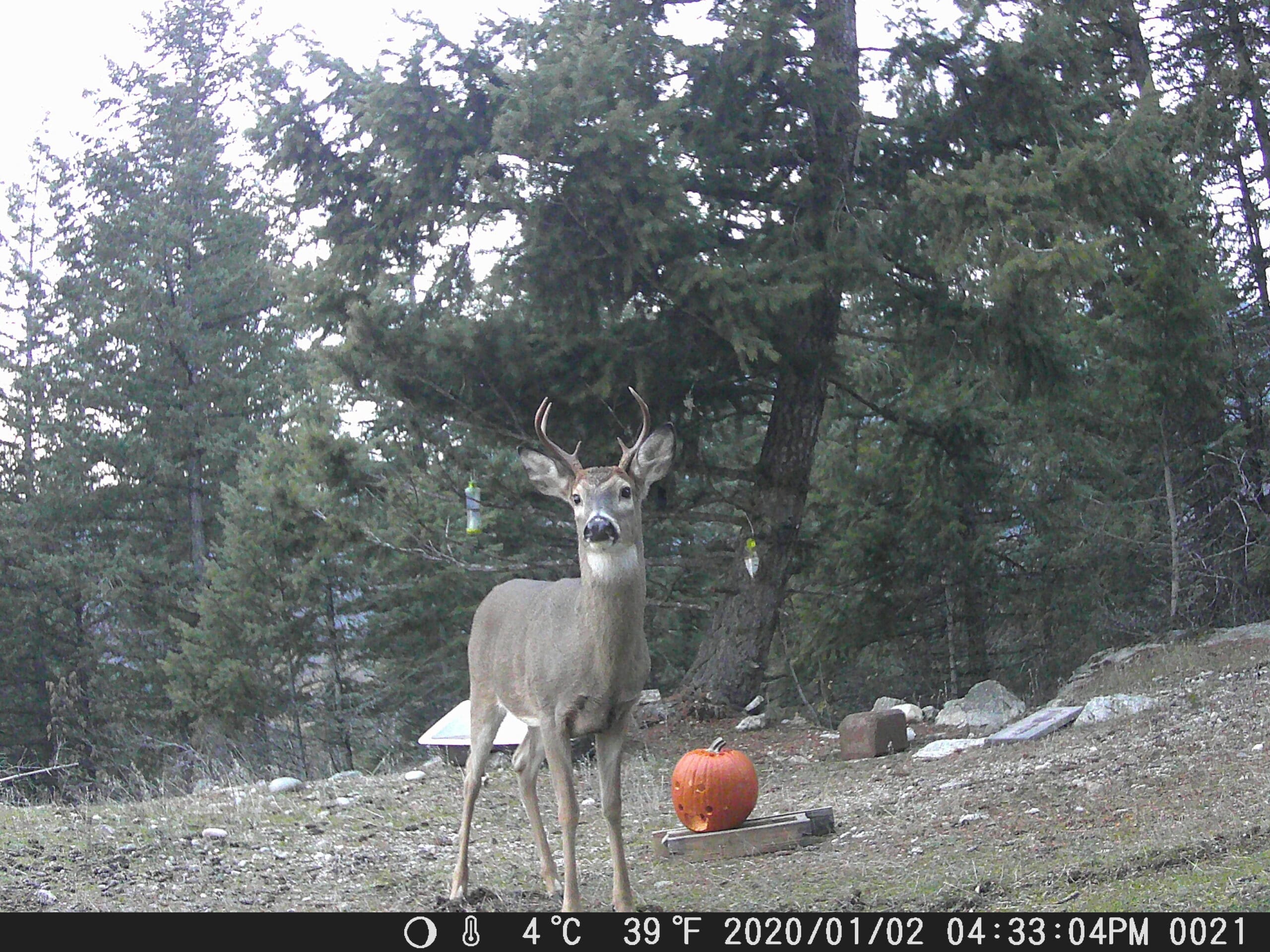 Buck and Pumpkin