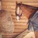 Animal Health: Types of Horse Care Every Farmer Should Know