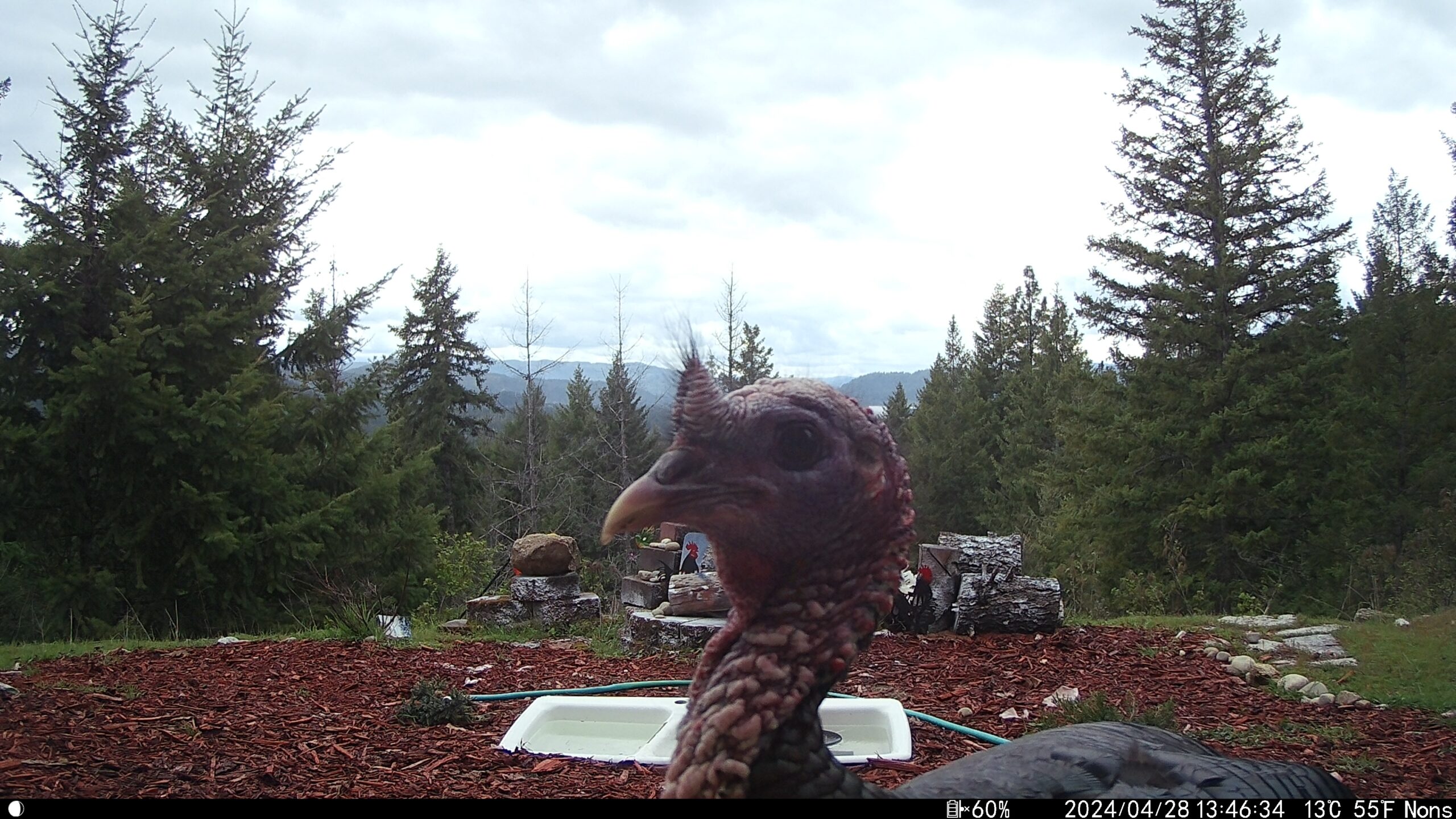 Giveaway Turkey trail cam photos