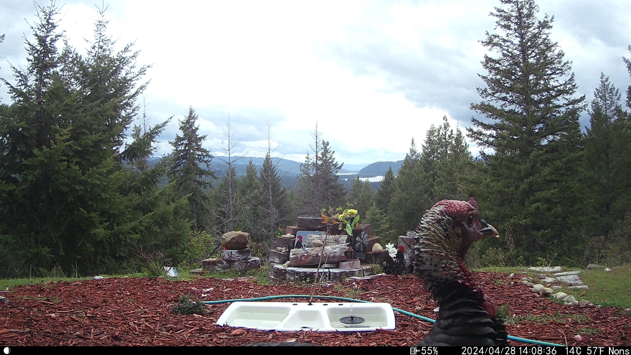 Giveaway Turkey trail cam photos