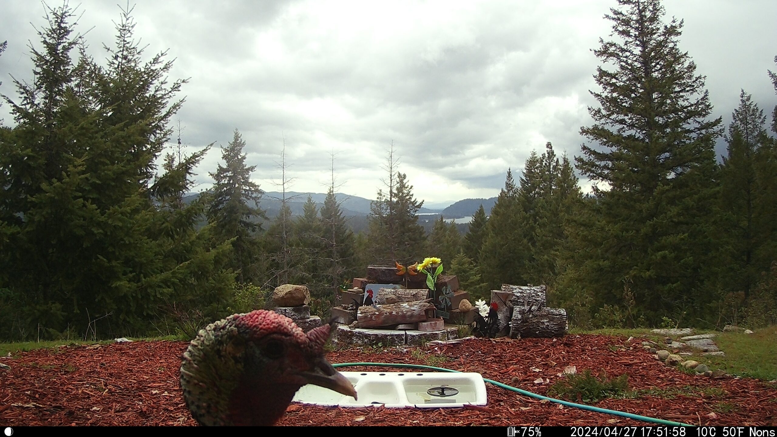 Giveaway Turkey trail cam photos