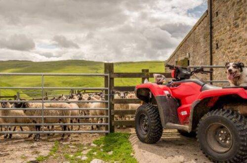 A red ATV with a sheepdog resting on the back is parked outside a farm gate with many sheep on the other side.