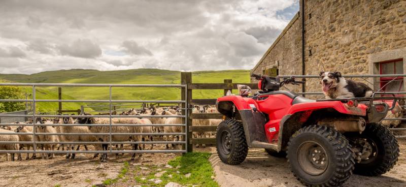 A red ATV with a sheepdog resting on the back is parked outside a farm gate with many sheep on the other side.