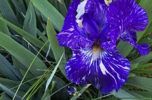 variegated iris