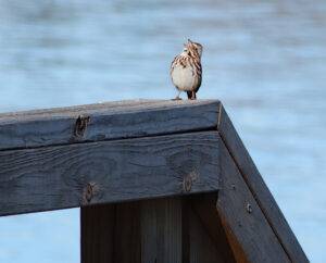 Bird on a wooden railing