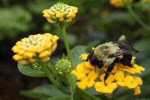 big fat bee on a yellow flower