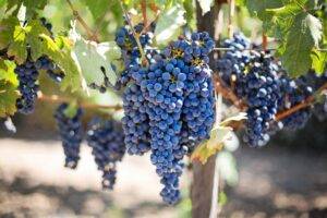 wine grapes