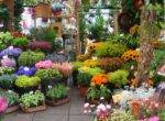 Ideal Humidity Levels Plant choices Achieve the Ideal Humidity Levels in Your Home