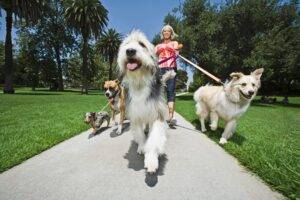 Dog's Lifestyle Dog walker