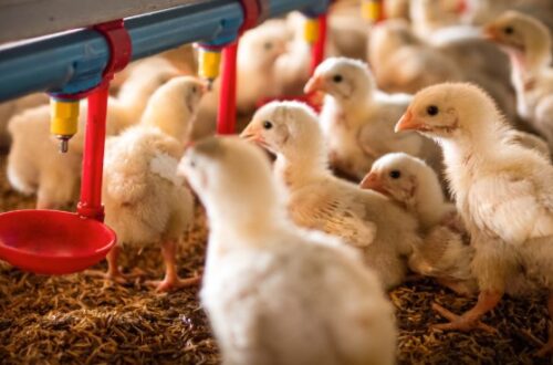 Poultry Farmers A large flock of baby yellow chicks gather around the automatic drinker to get water from the red spouts.