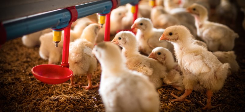 Poultry Farmers A large flock of baby yellow chicks gather around the automatic drinker to get water from the red spouts.