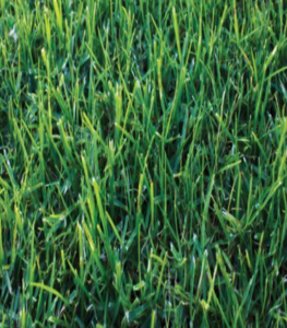 Eureka Kikuyu grass