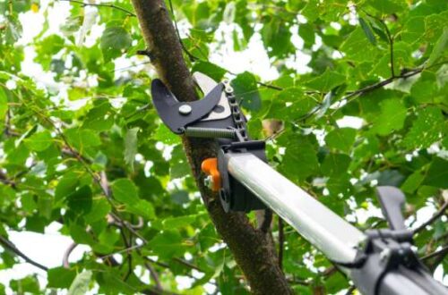 A long silver, black, and orange tree pruning device reaches up into the tree's branches to prune a branch.