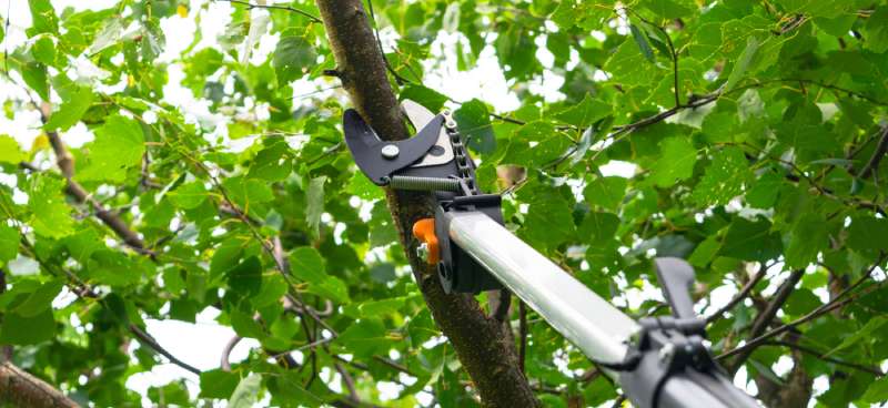 A long silver, black, and orange tree pruning device reaches up into the tree's branches to prune a branch.