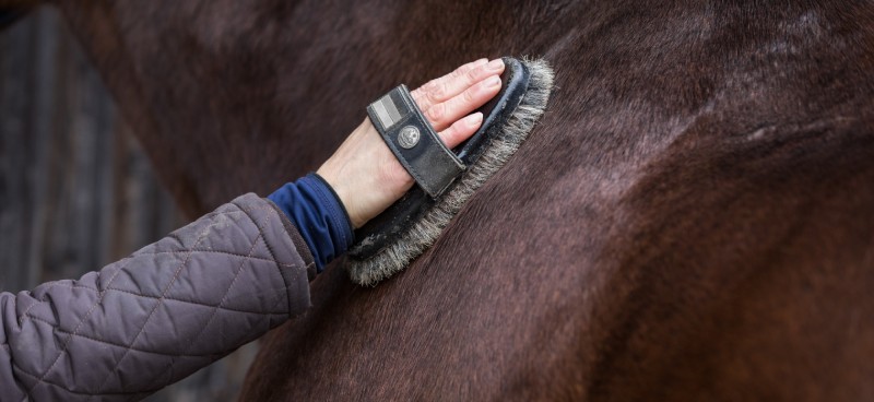 A person's hand holding a dense, hard brush against a horse's body. The horse has a dark brown coat and black mane.