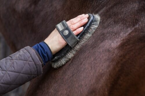 A person's hand holding a dense, hard brush against a horse's body. The horse has a dark brown coat and black mane.