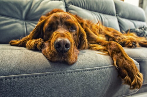 A shaggy rich brown dog lying on a blue-gray leather couch, looking at the camera with its paw over the edge.