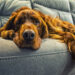 A shaggy rich brown dog lying on a blue-gray leather couch, looking at the camera with its paw over the edge.