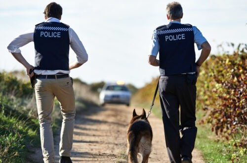 The backs of two police officers wearing protective body armor with a K-9 on a leash walking away in a field.