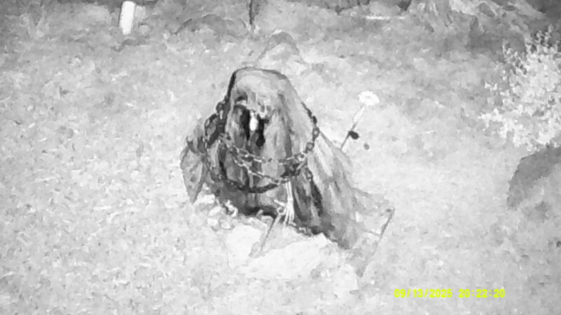 Lucille, using my new WOSPORTS Night Vision Binoculars