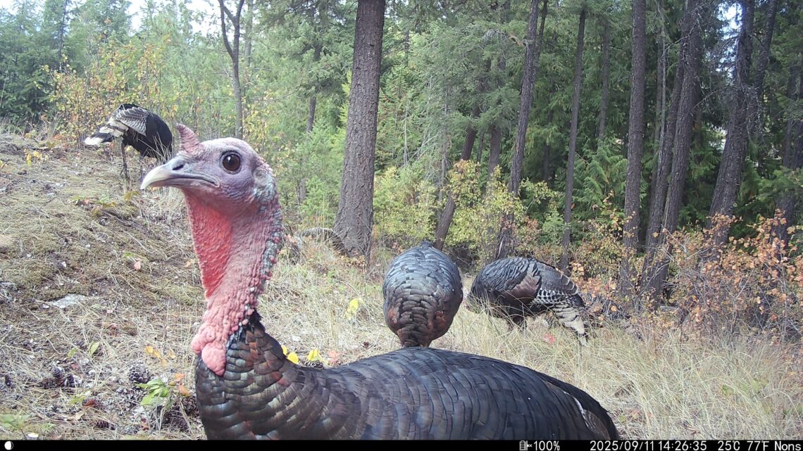 Turkey from the trail cam