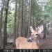 Trail Cam from my WOSPORTS Digital Camera