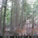 Trail Cam shots