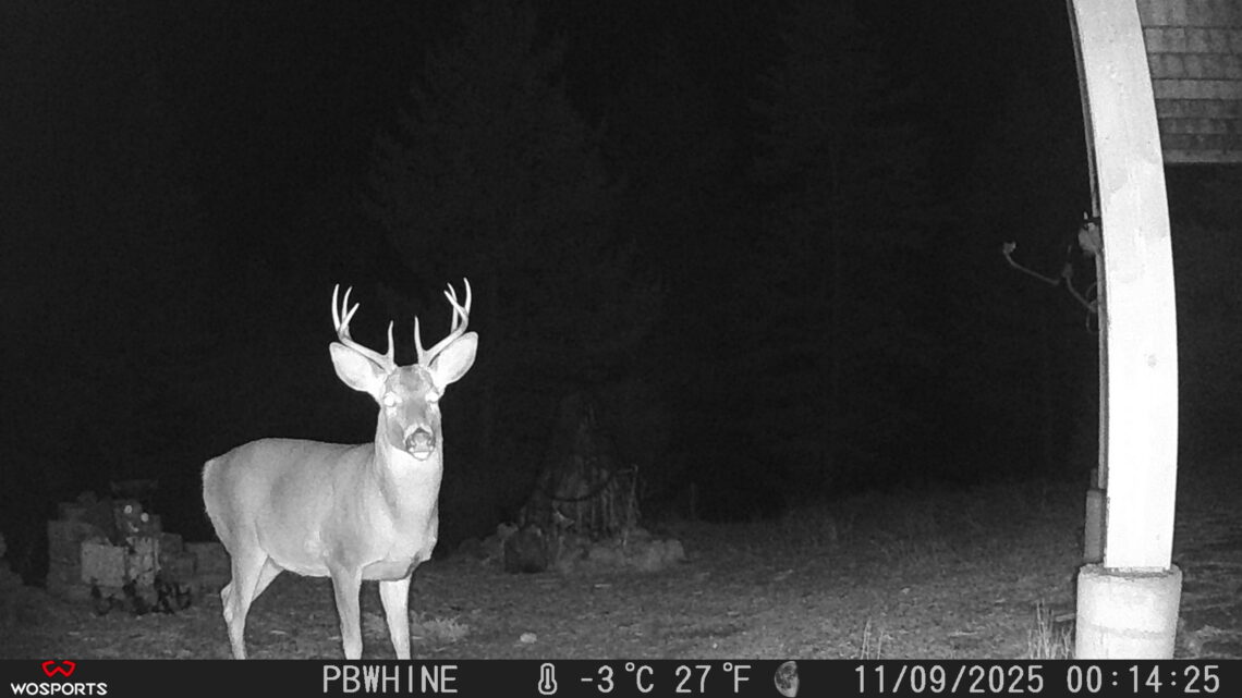 Buck at night