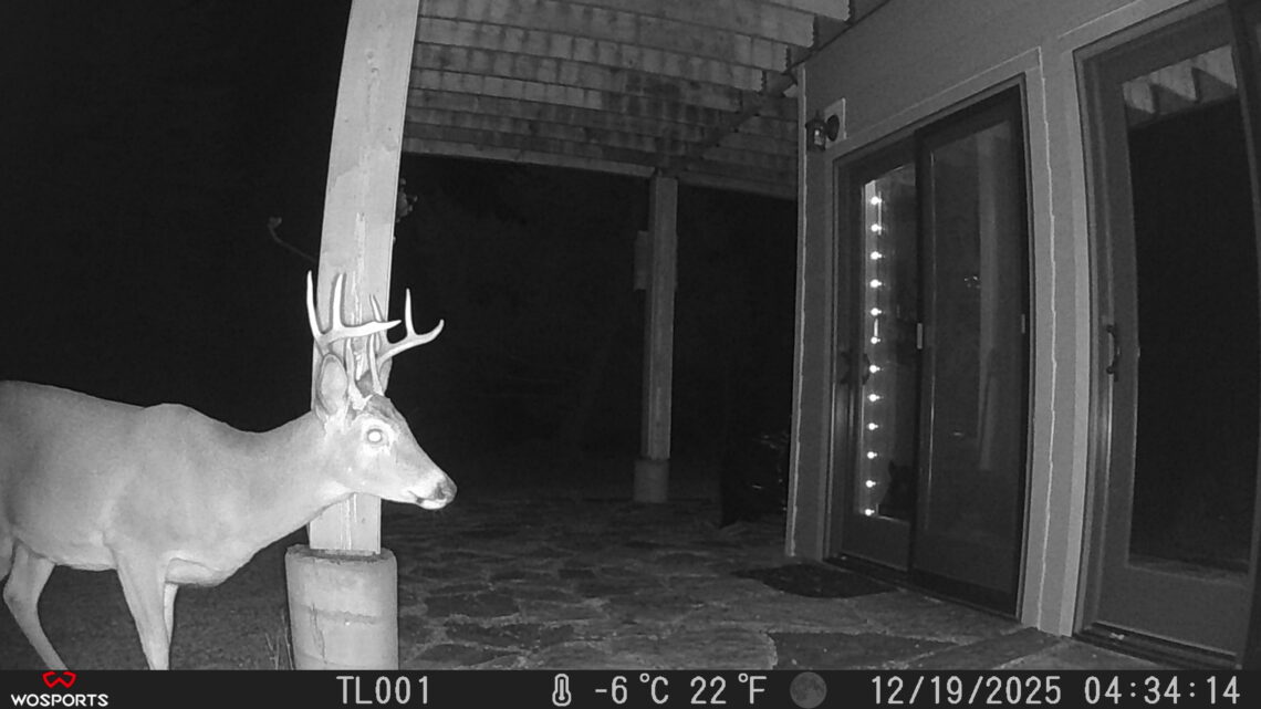 Trail Cam Photos