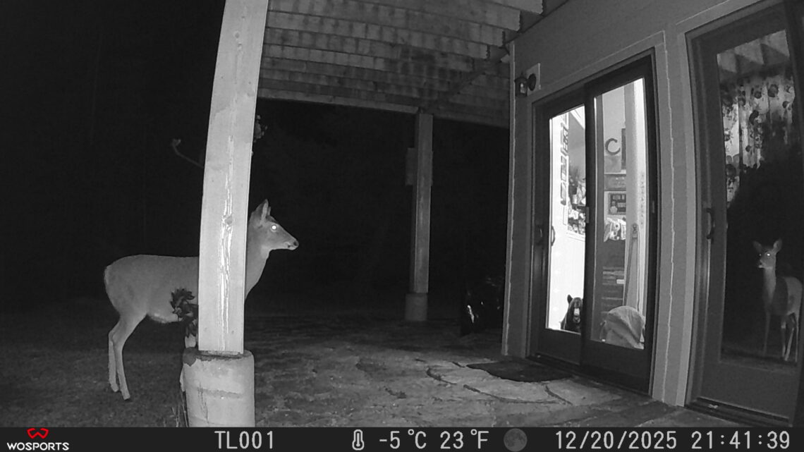 Trail Cam Photos