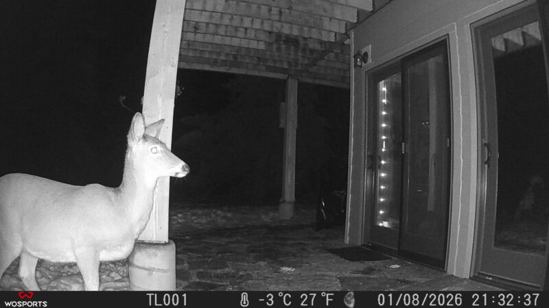 Trail Cam Pictures from my WOSPORTS trail cam. Deer in front of my craftroom door in Sandpoint Idaho