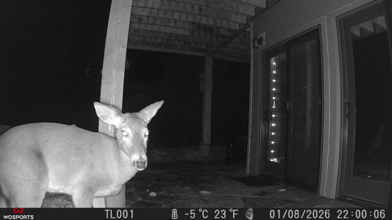 Trail Cam Pictures from my WOSPORTS trail cam. Deer in front of my craftroom door in Sandpoint Idaho