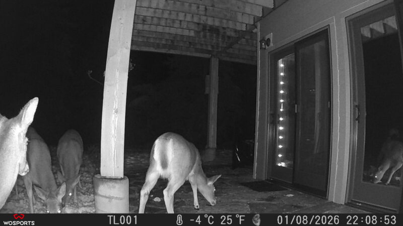 The whole herd showed up Trail Cam Pictures from my WOSPORTS trail cam. Deer in front of my craftroom door in Sandpoint Idaho