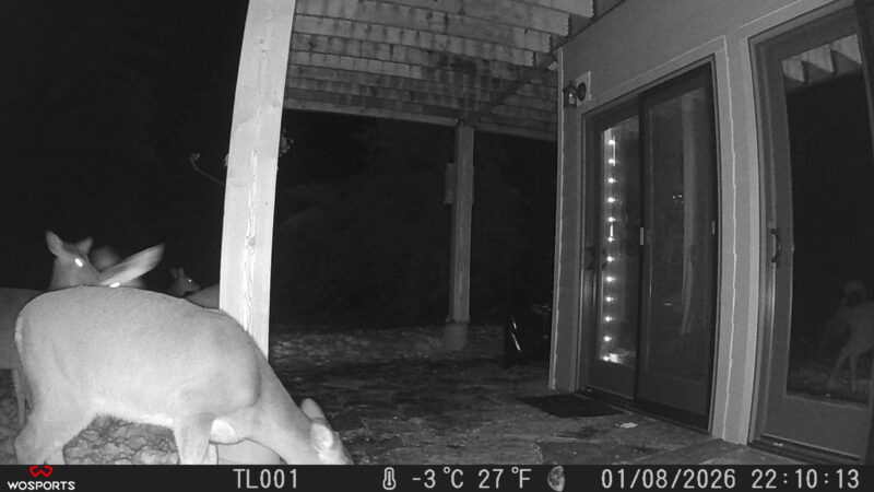 Trail Cam Pictures from my WOSPORTS trail cam. Deer in front of my craftroom door in Sandpoint Idaho