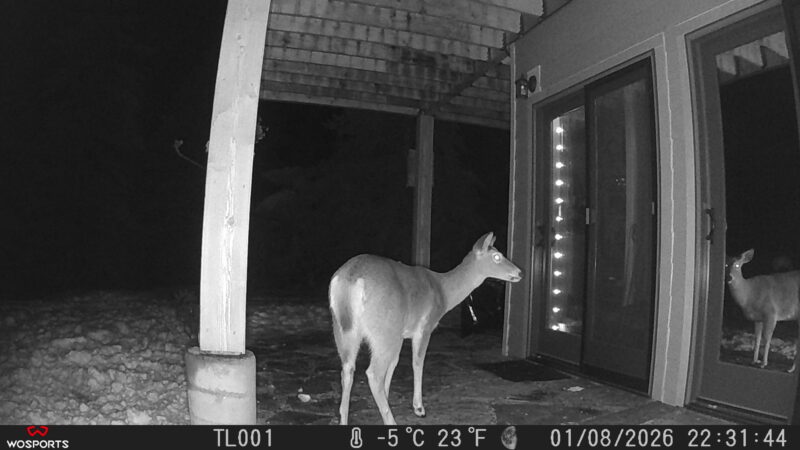 Trail Cam Pictures from my WOSPORTS trail cam. Deer in front of my craftroom door in Sandpoint Idaho