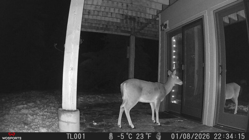 Trail Cam Pictures from my WOSPORTS trail cam. Deer in front of my craftroom door in Sandpoint Idaho