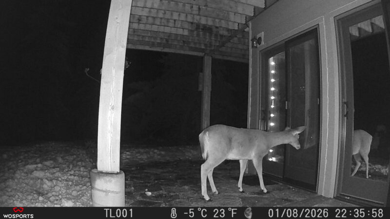 Trail Cam Pictures from my WOSPORTS trail cam. Deer in front of my craftroom door in Sandpoint Idaho