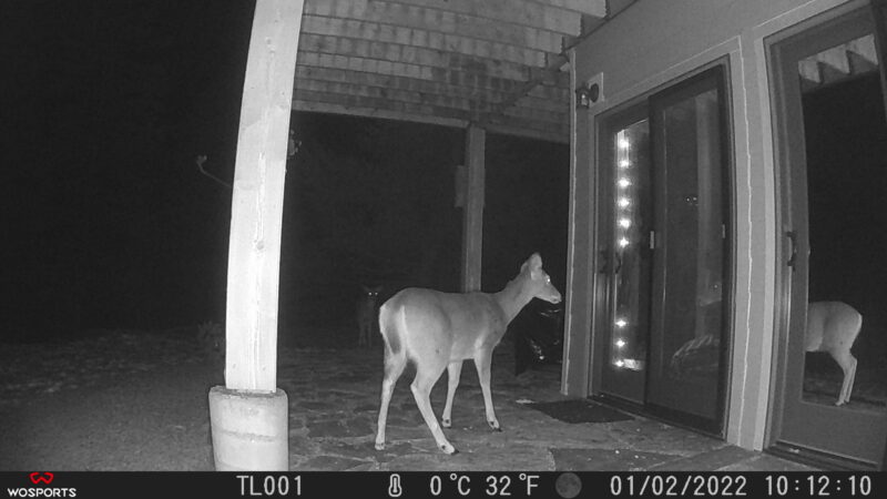 nosy deer